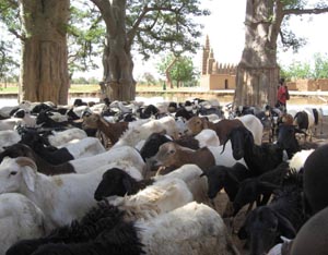 mosque with goats