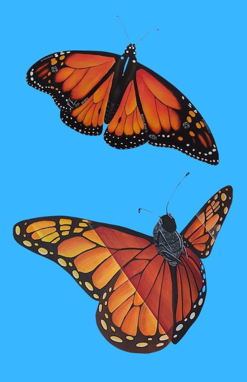 two monarch butterflies